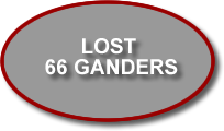 lost 66 ganders