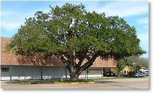 The landmark Live Oak tree in the center of Texas AVE.