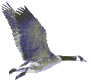 flying Robert E Lee Gander