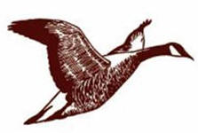 gander